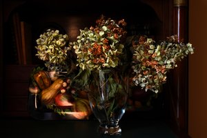 Hortensias séchés d