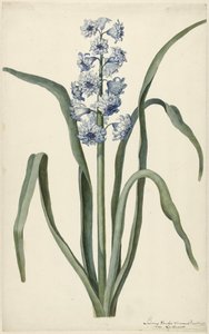 Jacinthe