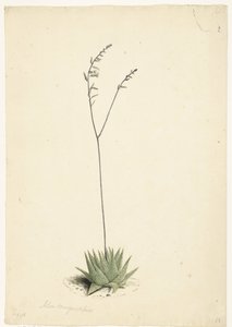 Aloès en fleur