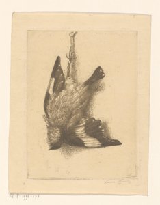 Oiseau mort