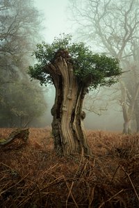Ancient Bonsai, 2025 (photo) - Lee Cooper