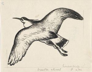 Oiseau volant