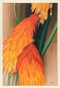 Kniphofia (Tison de Satan)