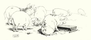 Un cochon à longue queue ou un cochon à courte queue (gravure)
