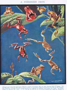 Une grenouille vénéneuse, illustration de 