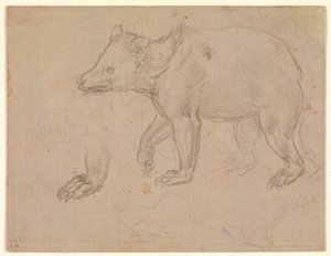 Un ours qui marche - Leonardo da Vinci