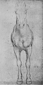 Un cheval vu de face