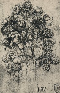 Une branche de ronces, vers 1480, 1945 - Leonardo da Vinci
