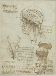 Une feuille de manuscrit avec des dessins anatomiques et des notes, 1506-1508