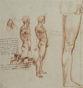 Études anatomiques