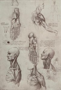 Études anatomiques - Leonardo da Vinci