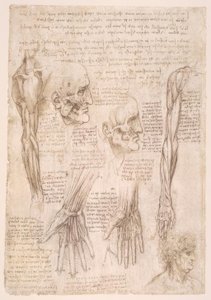 Études anatomiques