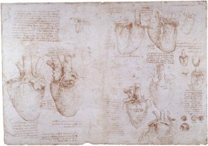 Études anatomiques : veines superficielles