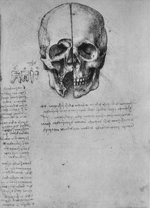 Dessin de deux moitiés d