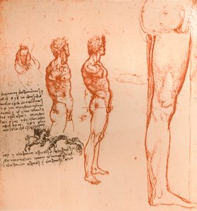 Dessins montrant les mouvements de la figure humaine et des guerriers combattant, vers 1472-1519, 1883