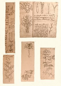 Cinq dessins illustrant les éléments de la peinture de paysage, c1472-c1519 1883