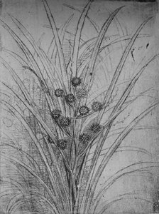 Joncs fleuris, vers 1480 - Leonardo da Vinci