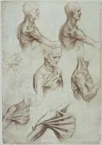 Schultermuskulatur - Leonardo da Vinci