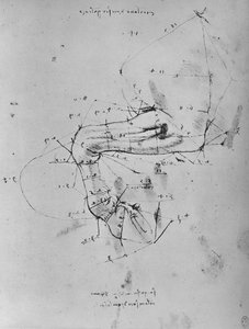 Dessin mesuré de la jambe avant gauche d