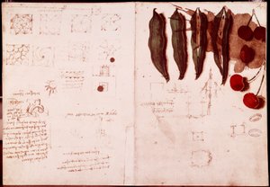 Notes et croquis de botanique et de géométrie - Leonardo da Vinci