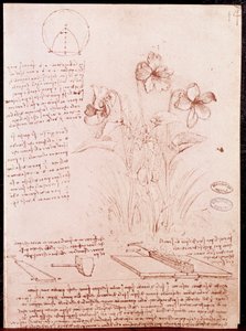 Notes et croquis de botanique et de géométrie : narcisse.