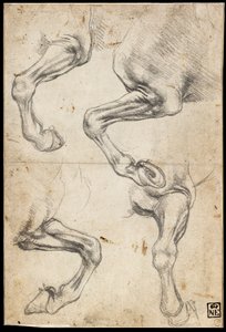 Études de la jambe du cheval