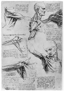 Étude des articulations de l