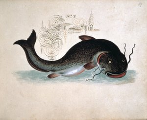 Poisson-chat