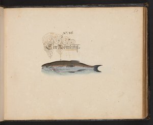 Description et délinéation naturelle exacte des oiseaux aquatiques, poissons, quadrupèdes, insectes et vers trouvés dans les eaux de Strasbourg, que j