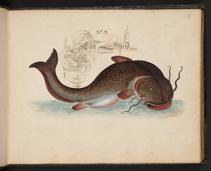 Description et délinéation naturelle exacte des oiseaux aquatiques, poissons, quadrupèdes, insectes et vers trouvés dans les eaux de Strasbourg, que j