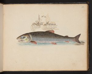 Description et délinéation naturelle exacte des oiseaux aquatiques, poissons, quadrupèdes, insectes et vers trouvés dans les eaux de Strasbourg, que j
