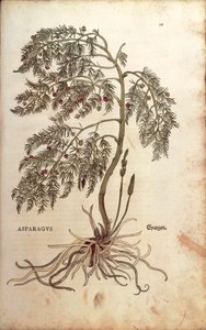 Asperge (Asparagus officinalis) de De historia stirpium commentarii insignes, gravure en couleur - Leonhard Fuchs