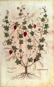 Pomme de baume (Momordica balsamina) de De historia stirpium commentarii insignes (Commentaires notables sur l