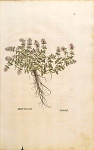 Thym serpolet - Thymus serpyllum, de De historia stirpium commentarii insignes (Notable Commentaries on the History of Plants) - Leonhard Fuchs