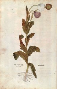 Coquelicot - Leonhard Fuchs