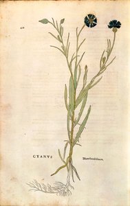 Bleuet (Centaurea cyanus) par Leonhart Fuchs de "De historia stirpium commentarii insignes" (Commentaires notables sur l