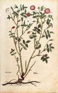 Rosier sempervirens - Rosa sempervirens, de De historia stirpium commentarii insignes (Notable Commentaries on the History of Plants)
