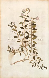 Liseron des champs - Convolvulus arvensis, de De historia stirpium commentarii insignes (Notable Commentaries on the History of Plants) - Leonhard Fuchs