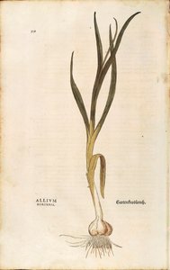 Ail - Allium sativum par Leonhart Fuchs de De historia stirpium commentarii insignes, gravure colorée