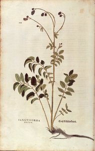 Grande pimprenelle - Sanguisorba officinalis par Leonhart Fuchs de De historia stirpium commentarii insignes, gravure colorée - Leonhard Fuchs