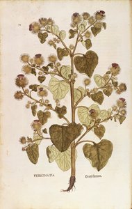 Grande bardane - Arctium lappa par Leonhart Fuchs de De historia stirpium commentarii insignes, gravure colorée - Leonhard Fuchs