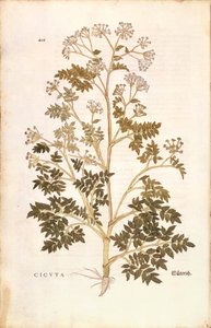 Ciguë - Conium maculatum (Cicuta) par Leonhart Fuchs de De historia stirpium commentarii insignes, gravure colorée - Leonhard Fuchs