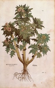 Jusquiame - Hyoscyamus niger (Hyoscyamus flavus) de De historia stirpium commentarii insignes, gravure en couleur