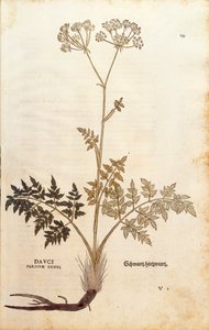Fenouil porc - Peucedanum cervaria par Leonhart Fuchs de De historia stirpium commentarii insignes, gravure colorée