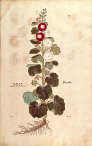 Rose trémière - Malvaceae - Alcea (Malva hortensis) de De historia stirpium commentarii insignes, gravure en couleur - Leonhard Fuchs
