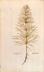 Prêle - Equisetum arvense (Equisetum longius) de De historia stirpium commentarii insignes (Commentaires notables sur l