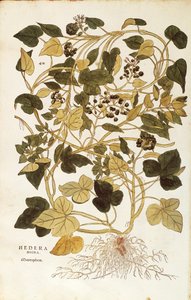 Lierre - Hedera helix nigra aurea, de De historia stirpium commentarii insignes (Notable Commentaries on the History of Plants)