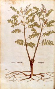 Réglisse par Leonhart Fuchs de De historia stirpium commentarii insignes, gravure colorée - Leonhard Fuchs