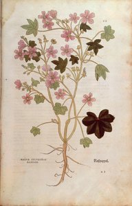 Mauve (Malva sylvestris elatior) de De historia stirpium commentarii insignes, gravure en couleur