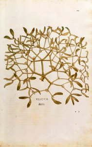 Gui (Viscum album) par Leonhart Fuchs de De historia stirpium commentarii insignes, gravure colorée - Leonhard Fuchs